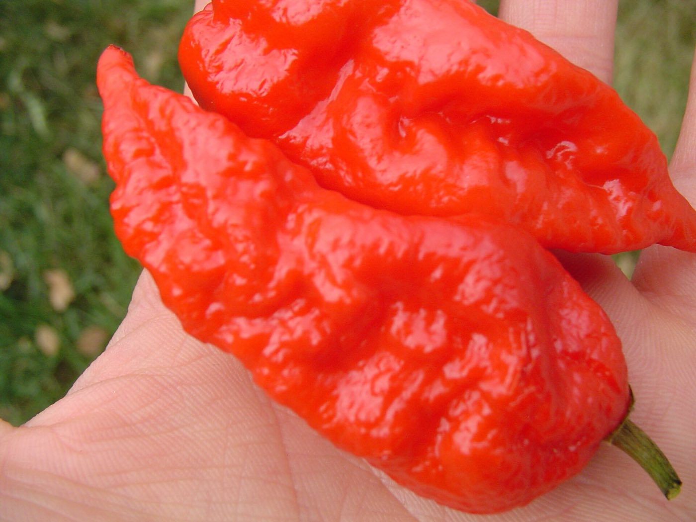 Two ripe red bhut jolokia peppers held in an open palm